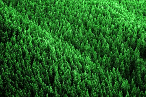 Forest of Pine Trees in Wilderness Mountains — Stock Photo, Image