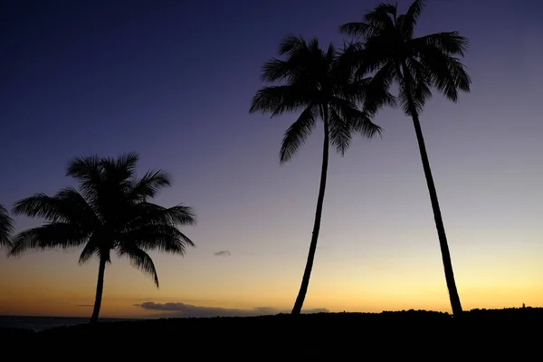 Palmeras tropicales Silueta Puesta de sol o salida del sol —  Fotos de Stock