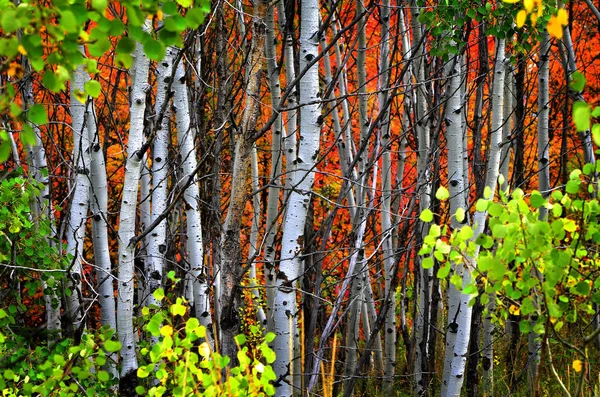 Fall Birch Trees with Golden Leaves — Stock Photo, Image