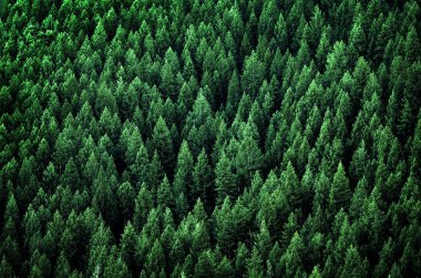 Forest of Pine Trees in Wilderness Mountains clipart