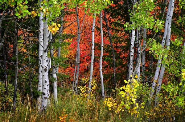 Fall Nyírfa, arany levelekkel — Stock Fotó