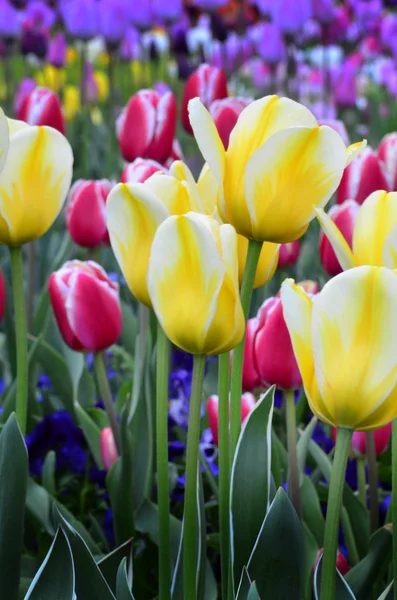 Tulipani primaverili in giardino per una nuova crescita fresca — Foto Stock