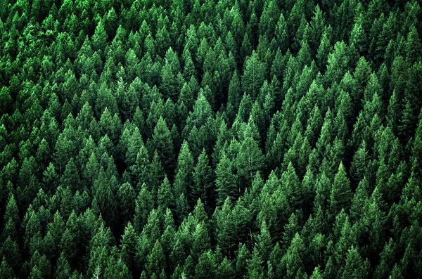 Hutan Pohon Pine di Pegunungan Wilderness — Stok Foto