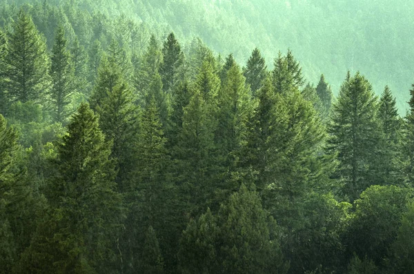 Kiefernwald während des Regensturms üppige Bäume — Stockfoto