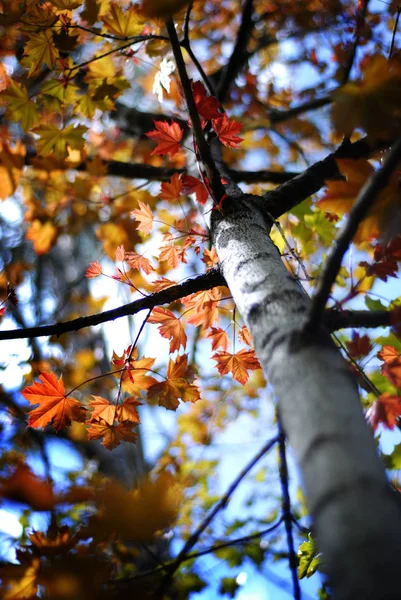 Esdoorn met de daling van de herfst bladeren — Stockfoto