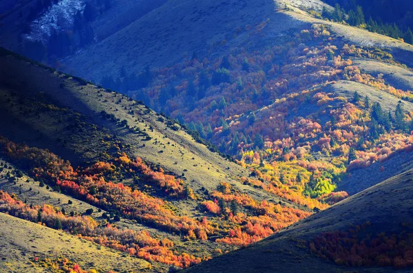 Berghelling in het najaar met rode bladeren — Stockfoto