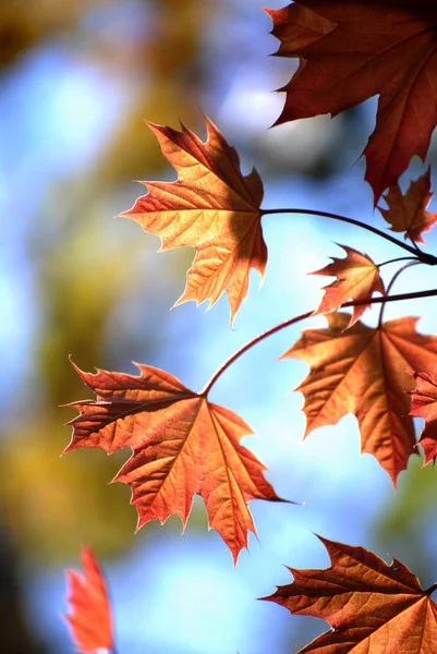 Feuilles d'érable d'automne en automne — Photo