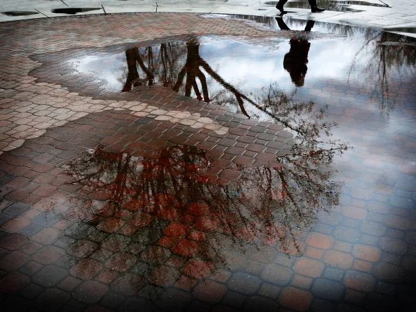 Reflection of Tree in Puddle of Water After Sorm — Stock Photo, Image