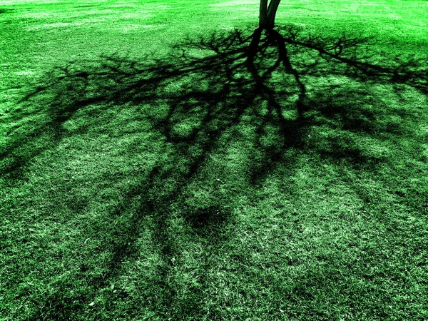 Árvore sombra na primavera na grama verde exuberante — Fotografia de Stock