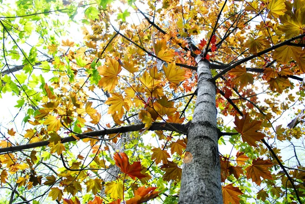 Esdoorn bladeren vallen in de herfst seizoen — Stockfoto