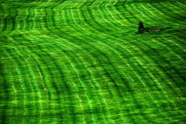 Iarbă verde luxuriantă în parc cu pin singuratic — Fotografie, imagine de stoc