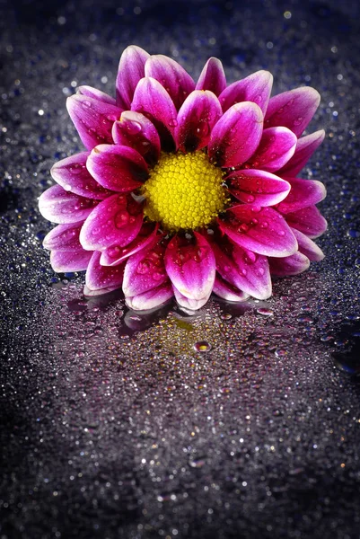 Flores frescas con gotas de agua —  Fotos de Stock