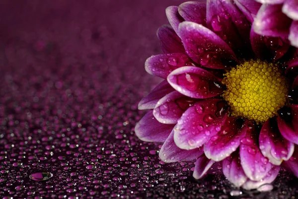 Frische Blumen mit Wassertropfen — Stockfoto