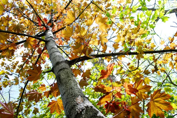 Otoño hojas de arce en la temporada de otoño — Foto de Stock