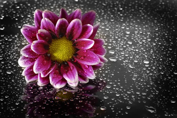 Flores frescas con gotas de agua — Foto de Stock