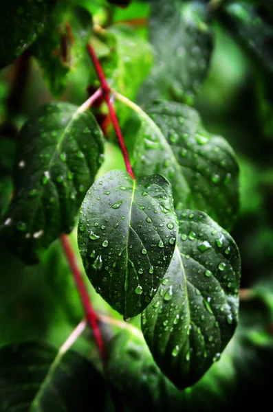 Feuilles et plantes dans la tempête de pluie — Photo