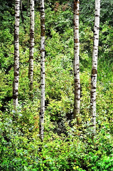 자작나무와 비바람에 식물 — 스톡 사진