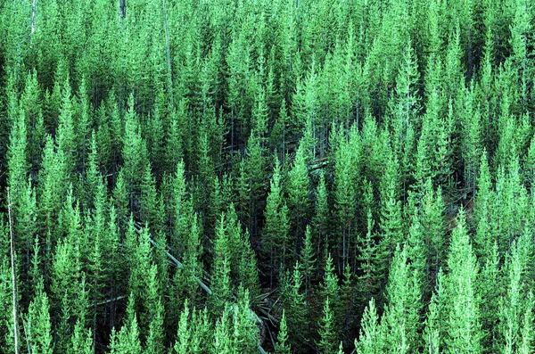 Bosque de exuberantes pinos verdes —  Fotos de Stock