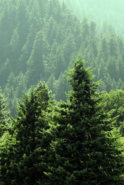 Forest of Lush Green Pine Trees Royalty Free Stock Images
