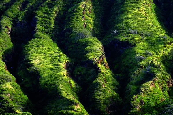 Gür yeşil dağ tropikal bitki örtüsü — Stok fotoğraf