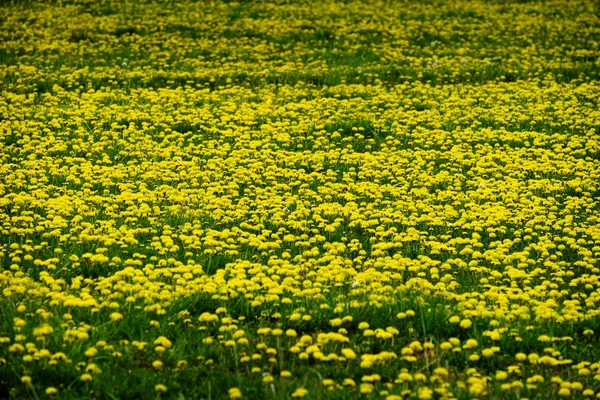 Oblasti pampelišky Pampeliška žluté květy — Stock fotografie
