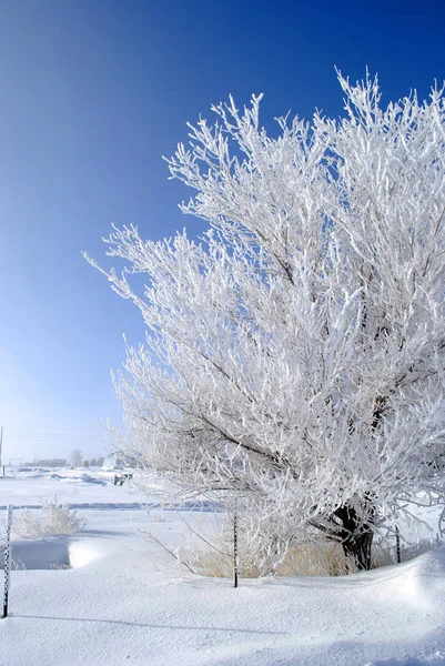 Winter Day Frosty Tree Blue Sky — Stock Photo, Image