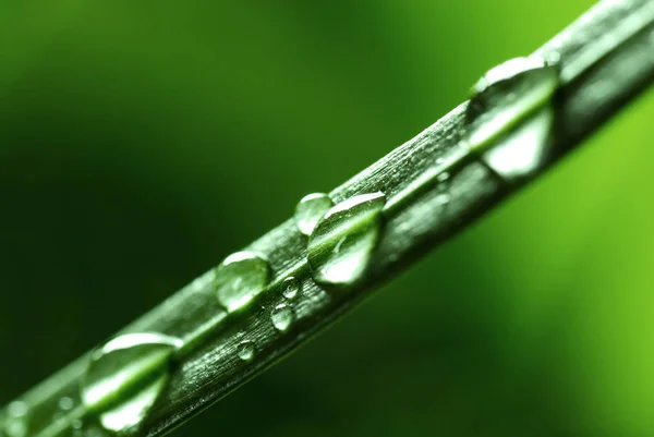 Water Drops on Fresh Green Lush Leaf Plant Growth — Stock Photo, Image