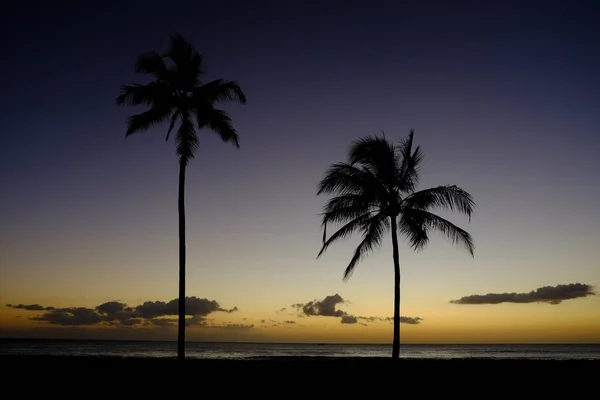 Palm Trees Sunset Cerca de Ocean Beach Ubicación Tropical —  Fotos de Stock