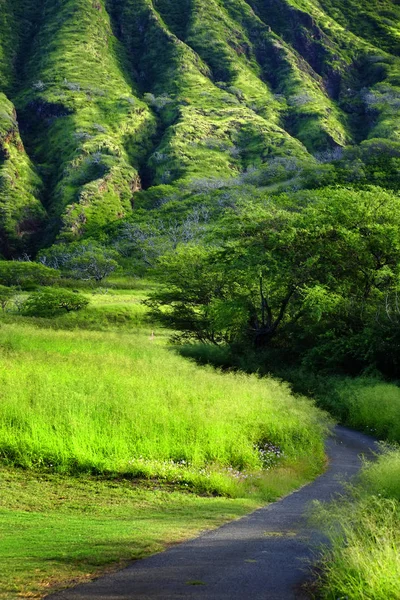Fogliame tropicale di montagna verde lussureggiante — Foto Stock