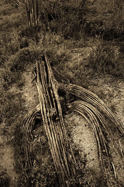 Esqueleto de cacto no deserto do Arizona no chão ou no chão — Fotografia de Stock