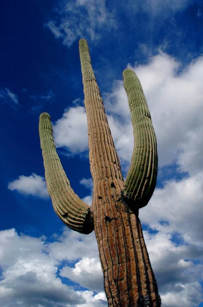 サグアロ サボテン サボテン アリゾナ砂漠 — ストック写真