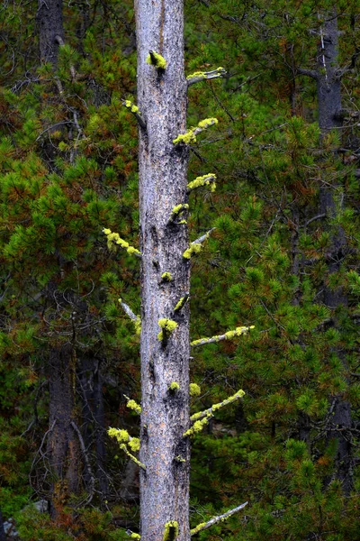 Árboles del bosque de pinos en la naturaleza y las montañas — Foto de Stock