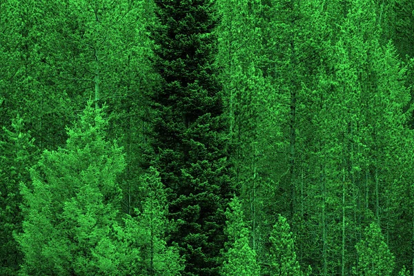 Çam ormanı ağaçlar vahşi ve dağlar — Stok fotoğraf