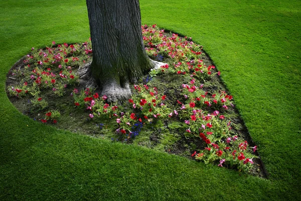 ハート型の木の周りの花の庭 — ストック写真