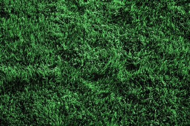 Büyüyen yemyeşil yeşil çim çimen