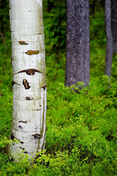 Osika bříza strom v lese — Stock fotografie