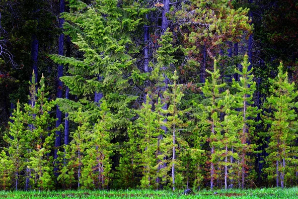 Borovice lesní stromy v poušť a hory — Stock fotografie