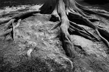Açık havada maruz eski eski ağaç kökleri