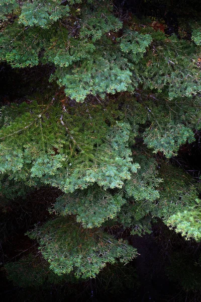 Árboles del bosque de pinos en la naturaleza y las montañas — Foto de Stock