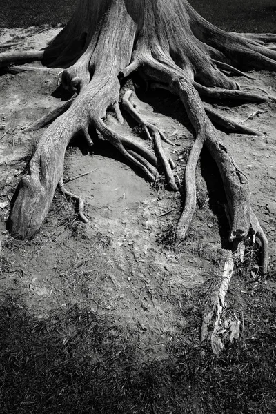Korzenie od starożytnego drzewa stare, narażone na wolnym powietrzu — Zdjęcie stockowe