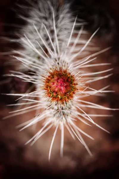 Prickly Pear Cactus met bloem en scherpe doornen stekels — Stockfoto