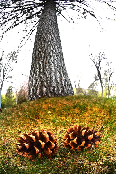 Крупним планом на соснових шишок і дерева в лісі — стокове фото