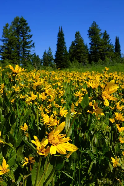 Fältet av gula blommor och Trail — Stockfoto