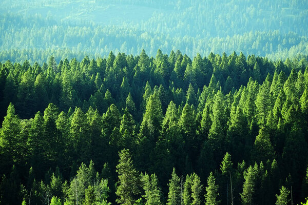 Forest in the Wilderness Mountain — Stock Photo, Image