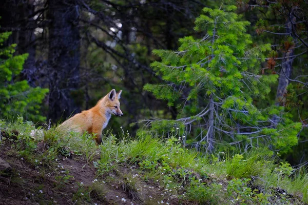 Dziki Fox w pobliżu Den w Puszczy zwierząt — Zdjęcie stockowe