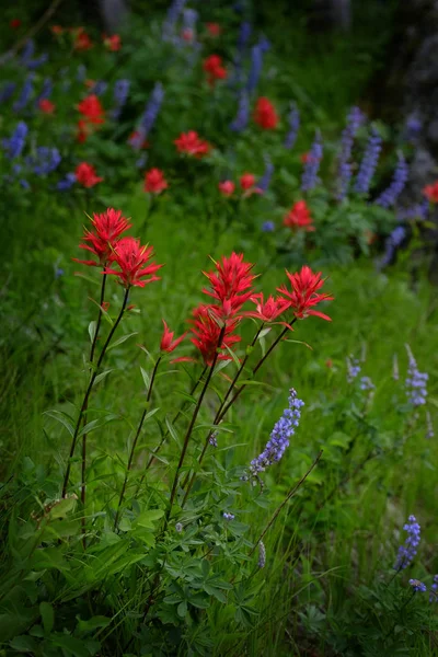 Wildblumen in der Wildnis der Berge — Stockfoto