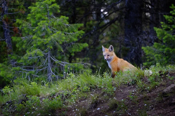 Vilda Fox nära Den i vildmarken djur — Stockfoto