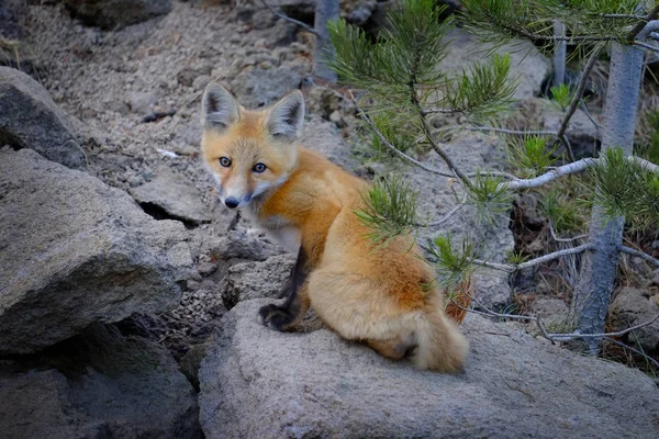 Vad Fox Den vadonban állatok közelében — Stock Fotó