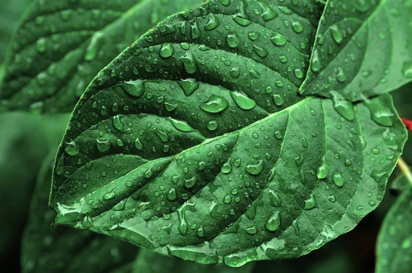 Leaves and Plants in Rainstorm