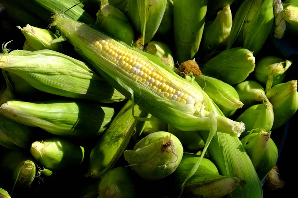 Кукурудза свіжих продуктів на ринку органічних фермерів для продажу — стокове фото